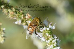 Eristalinus taeniops