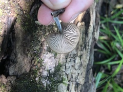 Arrhenia epichysium