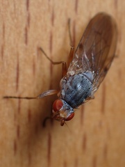 Heteromyzinae