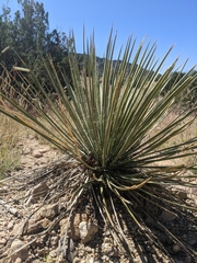 Yucca baileyi