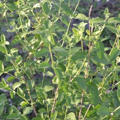Lippia graveolens
