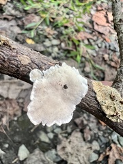 Trametes conchifer