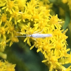 Plutella porrectella