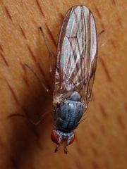 Heteromyzinae