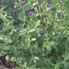 Lippia graveolens