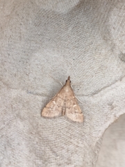 Dolicharthria punctalis