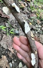 Trametes conchifer