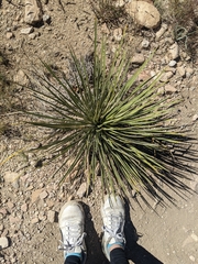 Yucca baileyi