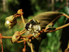 Apoidea