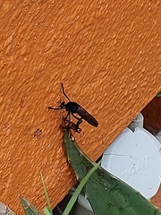 Archilestris