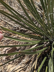 Yucca baileyi