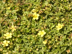 Potentilla reptans