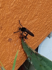 Archilestris