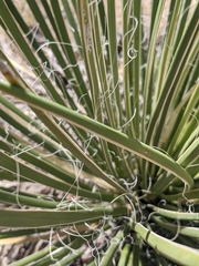 Yucca baileyi