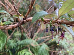 Fuchsia excorticata