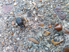 Onthophagus hecate