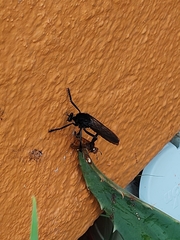 Archilestris