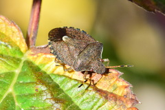 Peribalus strictus vernalis