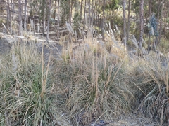 Cortaderia speciosa