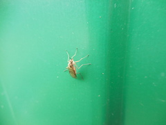 Sylvicola