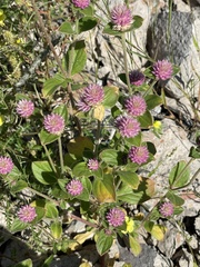 Gomphrena serrata