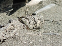 Podarcis siculus campestris