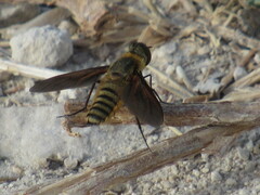 Poecilanthrax lucifer