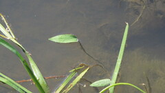 Sagittaria sagittifolia