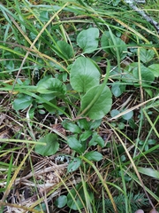 Pyrola rotundifolia