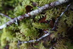 Wettsteinia schusteriana