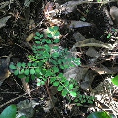 Sophora chathamica