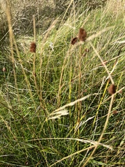 Juncus conglomeratus