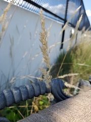 Calamagrostis epigejos