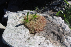 Crassula