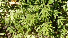 Oplismenus hirtellus