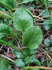Pyrola rotundifolia
