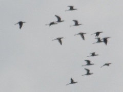 Recurvirostra americana