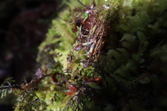 Wettsteinia schusteriana