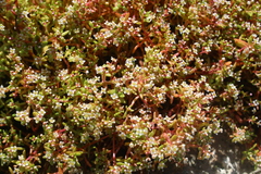 Crassula