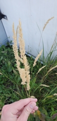 Calamagrostis epigejos