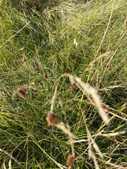 Juncus conglomeratus