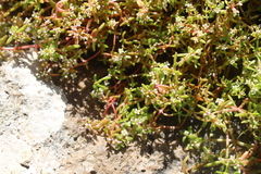 Crassula