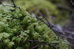 Wettsteinia schusteriana
