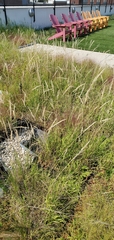 Calamagrostis epigejos