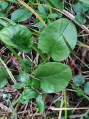 Pyrola rotundifolia