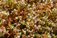 Crassula