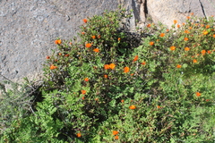 Lampranthus aureus