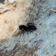 Camponotus herculeanus