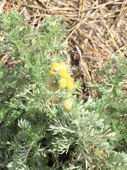 Artemisia frigida