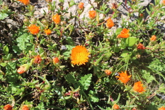 Lampranthus aureus